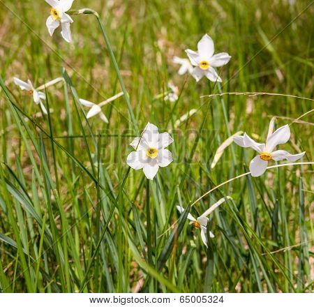 Wild Daffodils