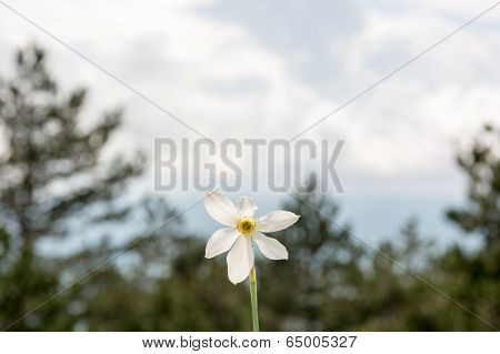 Wild Daffodil