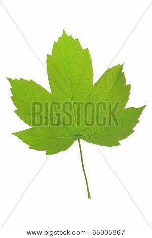Maple Leaf