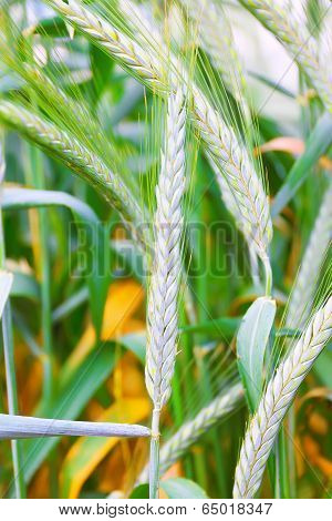 Field of ripe triticale ears
