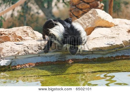 Sort-hvide colobus abe drikker