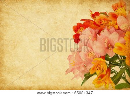 Old paper background with alstroemeria.