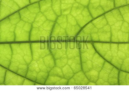 Closeup Of Clerodendrum Leaf On Back Light