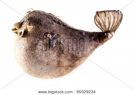 Isolated Puffer Fish