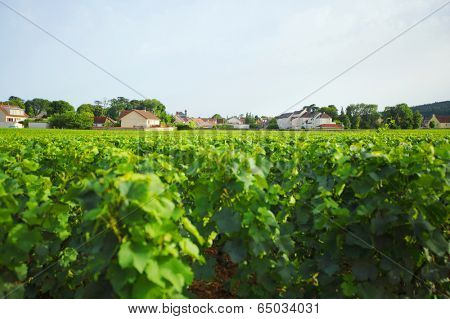 View of the vineyards in Gevrey Chambertin, France
