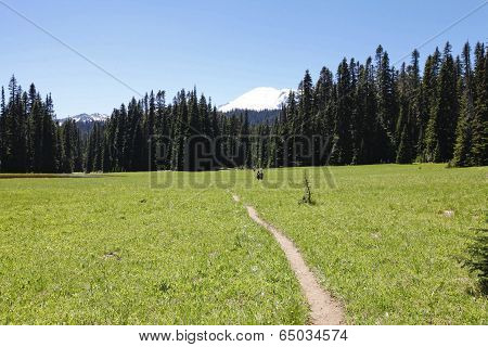Hiking Trail. Mt Rainer, Washington