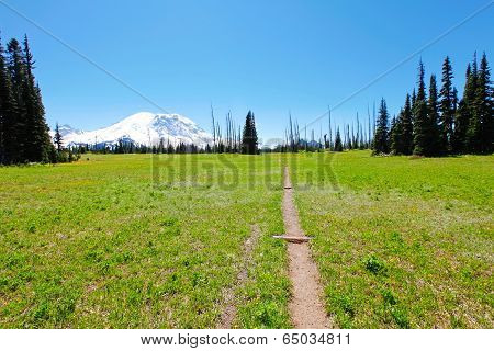 Hiking Trail. Mt Rainer, Washington