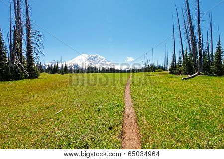 Hiking Trail. Mt Rainer, Washington