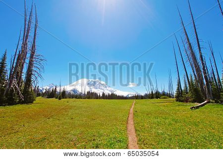Hiking Trail. Mt Rainer, Washington