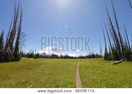 Hiking Trail. Mt Rainer, Washington