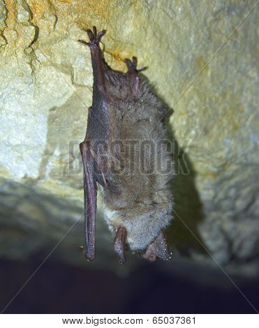 Greater mouse-eared bat ( Myotis myotis)
