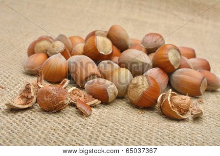 Nuts. Group of filberts on the pouch (sac, saccule)
