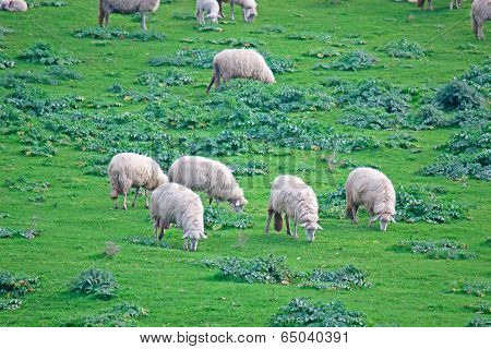 Green Field With Sheep