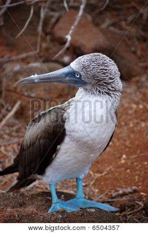 Niebieski pieszy tępak, Galapagos.