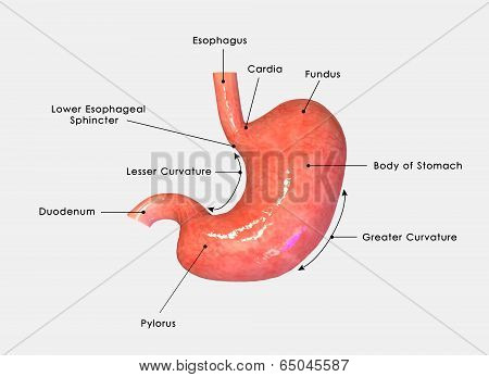 Stomach