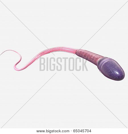 Sperm