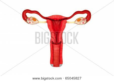The Female Reproductive System