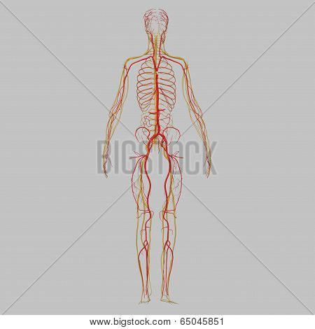 Skeleton