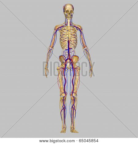 Skeleton with artreries, nerves and veins