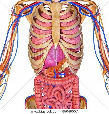 Human Anatomy