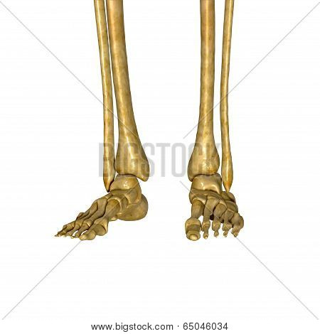 Skeleton Leg