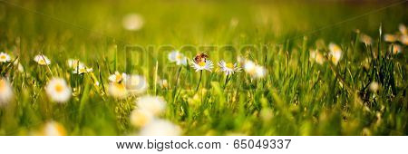 Bee On Daisy