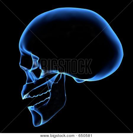 HUMAN SKULL