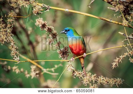 Pin-tailed Parrotfinch Bird