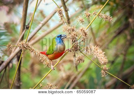 Pin-tailed Parrotfinch Bird