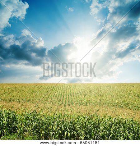 sun in darken low clouds over field with green maize