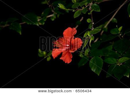 Shoeflower