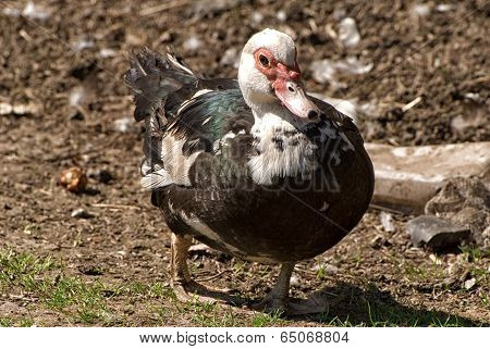duck