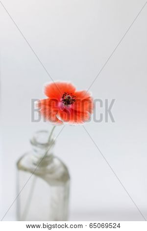Nice poppies in the vase