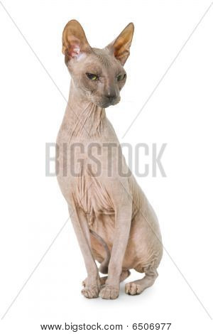 Don Sphynx บนขาวแยก