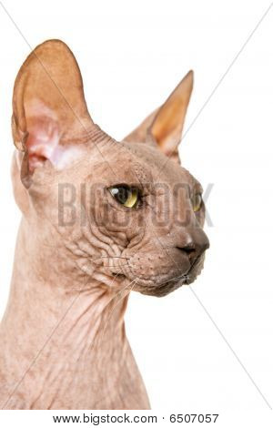 Don Sphynx บนขาวแยก