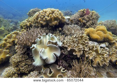 Underwater hard and soft coral garden in Moalboal, Philippines