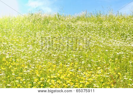 chamomile