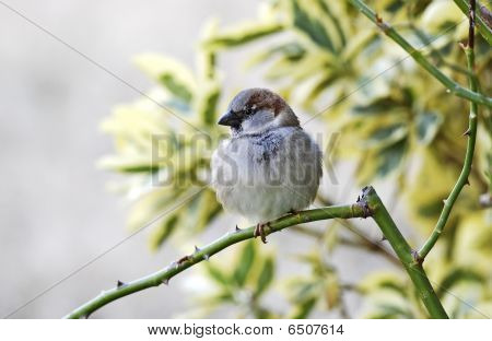 Wróbel na zimny dzień (passer Domesticus)