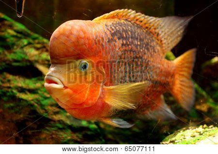 Fish Redheaded Cichlid