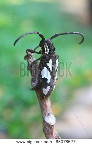 longhorn beetle in Genus Batocera