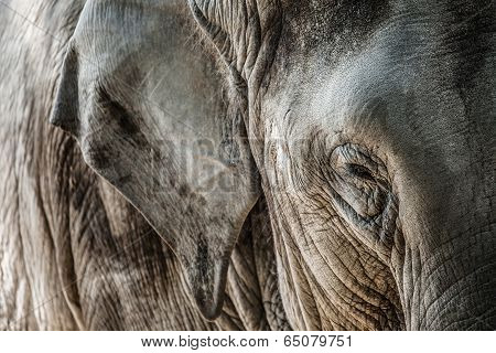 Elephant Close Up Seeing Skin Texture And Spots
