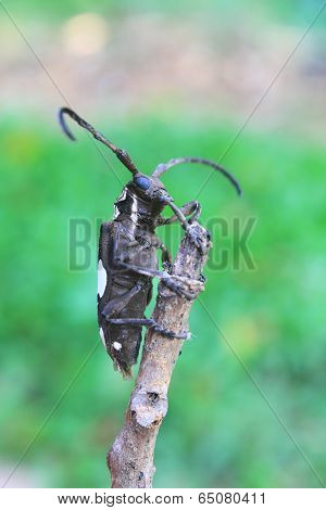 longhorn beetle in Genus Batocera