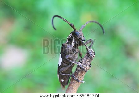 longhorn beetle in Genus Batocera