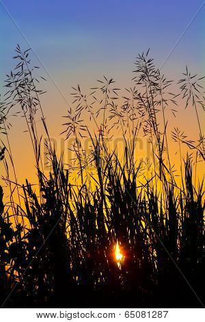 Silhouette of grass at sunset against the evening sky