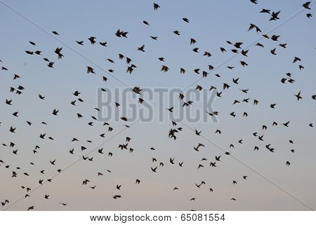 Large flock of birds flying in a blue sky background