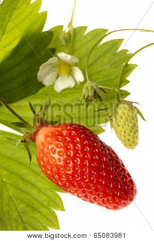 Strawberry-gariguette