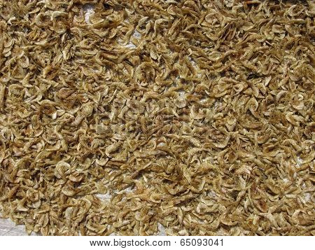 Small Fishes Are Spread For Drying