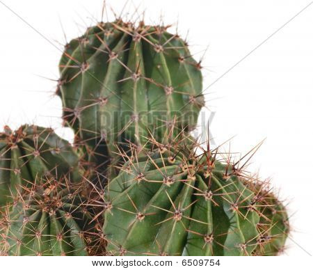 ต้นแคคตัสบาร์เรล thorny แยกต่างหากบนพื้นสีขาว