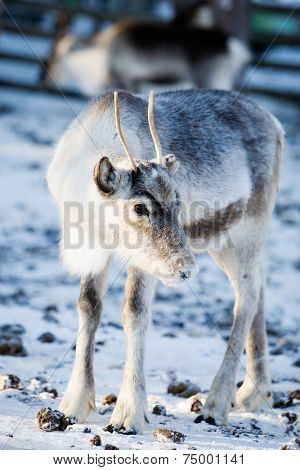 Close up of reindeer with selective focus