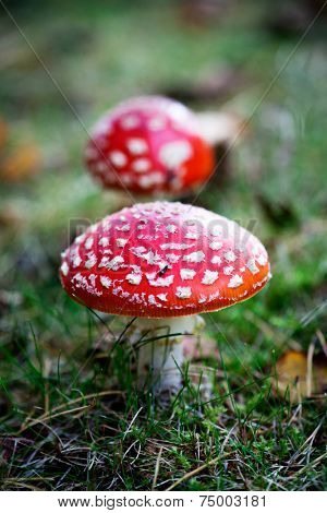 Amanita and colourful autumn leaves in the nature